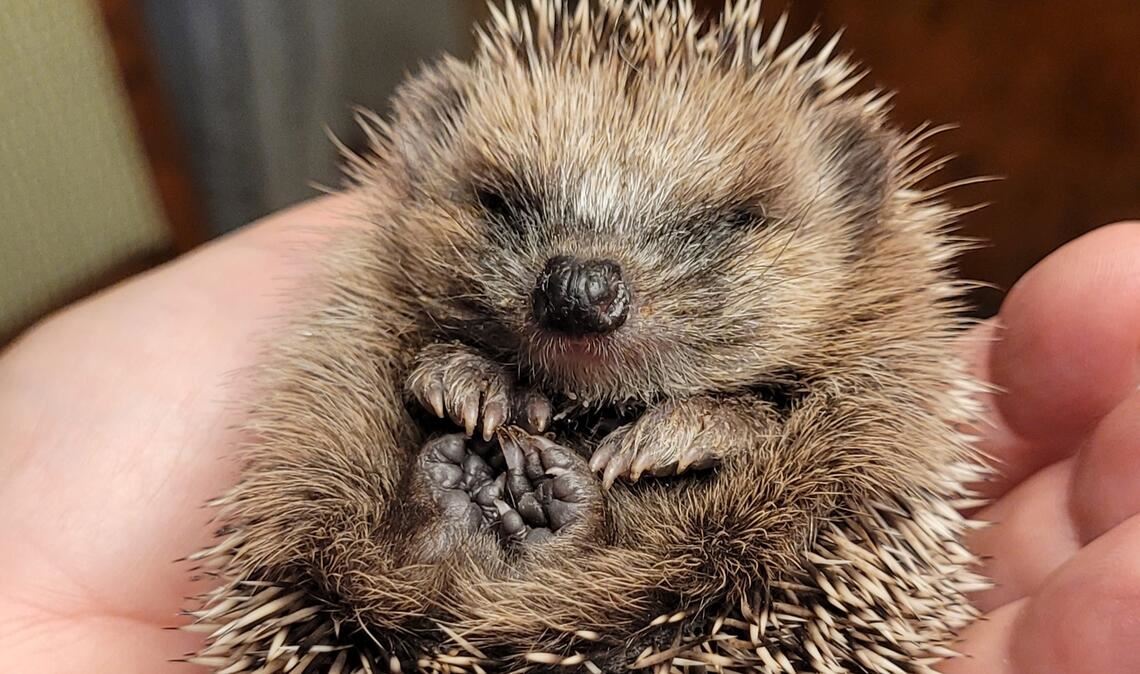 Ein im Sommer verwaistes Igelbaby wurde in einer Igelpflegestelle aufgepäppelt und verbrachte dort seinen Winterschlaf. Im Frühjahr startete es wieder in die Freiheit. Foto: Dietrich