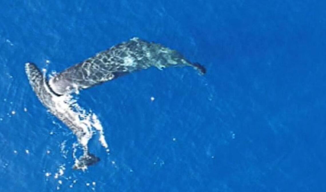 Ein junger Pottwal rammt einen anderen seitlich mit dem Kopf.