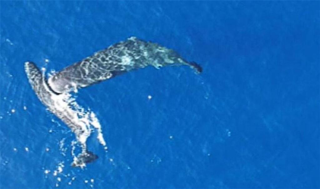 Ein junger Pottwal rammt einen anderen seitlich mit dem Kopf.