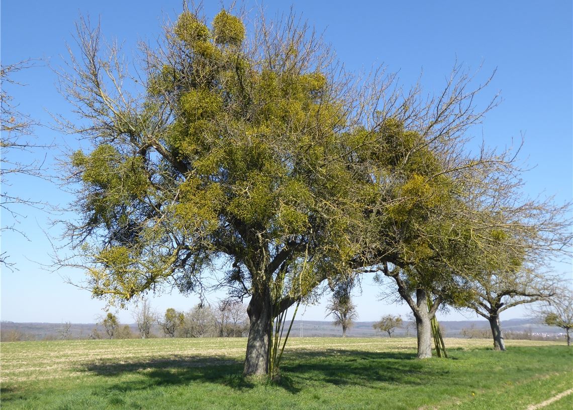 Mistel bedroht Obstwiesen Ein massiv von der Mistel besiedelter Baum sollte entfernt werden, denn er trägt zur Weiterverbreitung bei und kann nicht mehr „saniert“ werden. enz/Bernhard Reisch