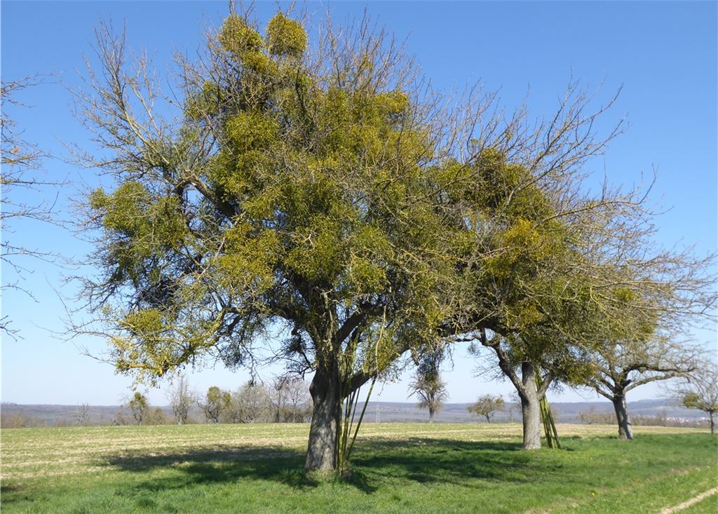 Ein massiv von der Mistel besiedelter Baum sollte entfernt werden, denn er trägt zur Weiterverbreitung bei und kann nicht mehr „saniert“ werden. enz/Bernhard Reisch