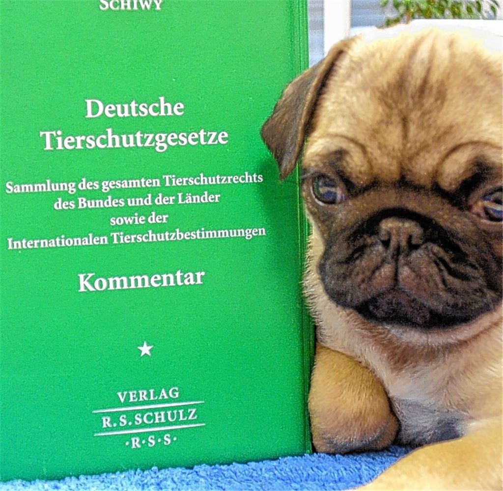 Ein neuer Passus betrifft alle, die professionell mit Tieren handeln oder arbeiten.