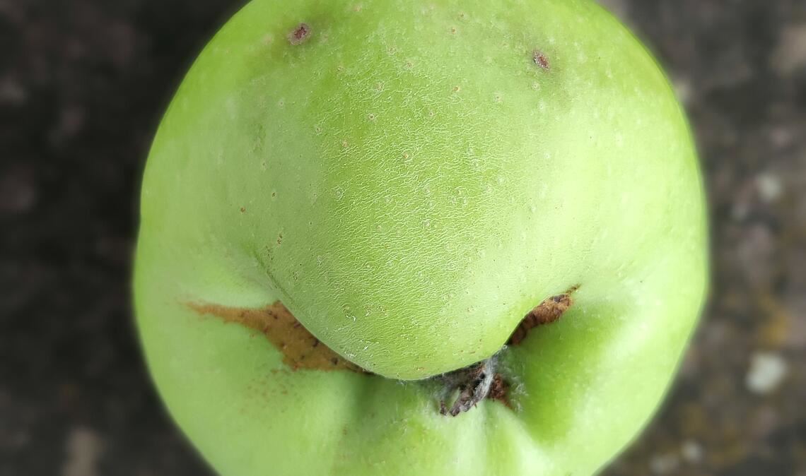 Ein nicht alltäglicher Apfel. Foto: Simone Möhler