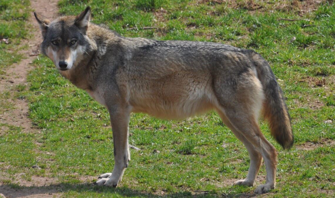 Ein noch seltener Anblick. Foto: Bosch