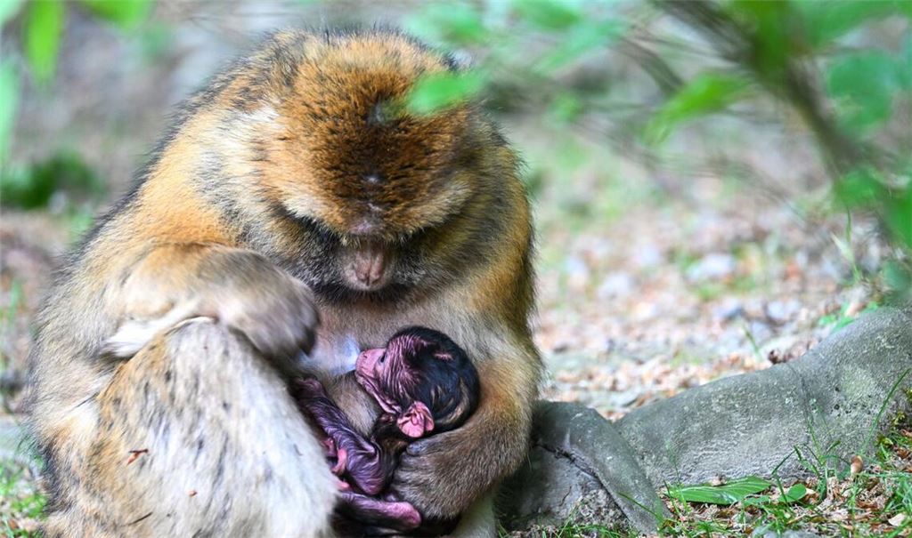 Ein nur wenige Stunden altes Berberaffenbaby liegt in Deutschlands größtem Affenfreigehege, dem Affenberg bei Salem, im Schoß seiner Mutter.