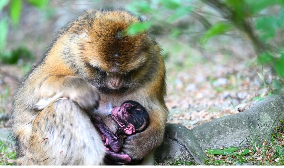 Ein nur wenige Stunden altes Berberaffenbaby liegt in Deutschlands größtem Affenfreigehege, dem Affenberg bei Salem, im Schoß seiner Mutter.