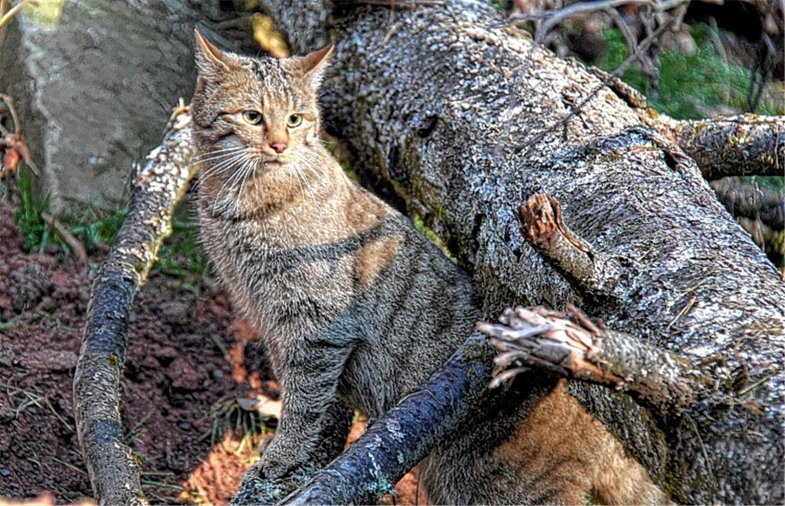 Ein schönes Tier, das in der hiesigen Umgebung wohl häufiger vorkommt, als lange angenommen worden ist. Foto: Lechner
