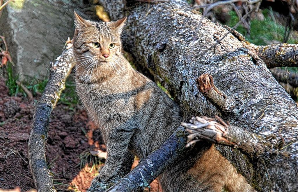 Ein schönes Tier, das in der hiesigen Umgebung wohl häufiger vorkommt, als lange angenommen worden ist. Foto: Lechner