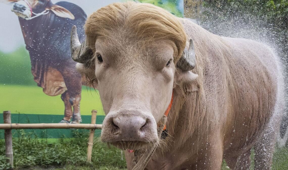 Ein seltener Albino-Büffel namens „Donald Trump“ ist in Bangladesch vor der Schlachtung zum Opferfest gerettet worden (Archivfoto).