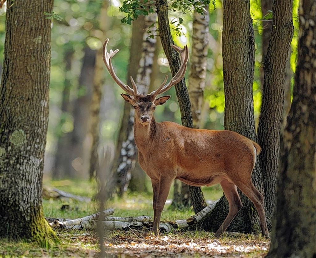 Ein solcher Hirsch kann aufgrund seiner imposanten Größe einen enormen Schaden im Straßenverkehr anrichten. 