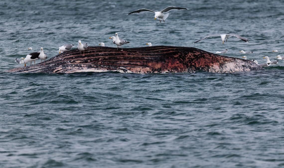 Ein toter Wal ist vor der dänischen Insel Anholt von Möwen umgeben.