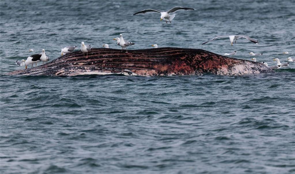 Ein toter Wal ist vor der dänischen Insel Anholt von Möwen umgeben.