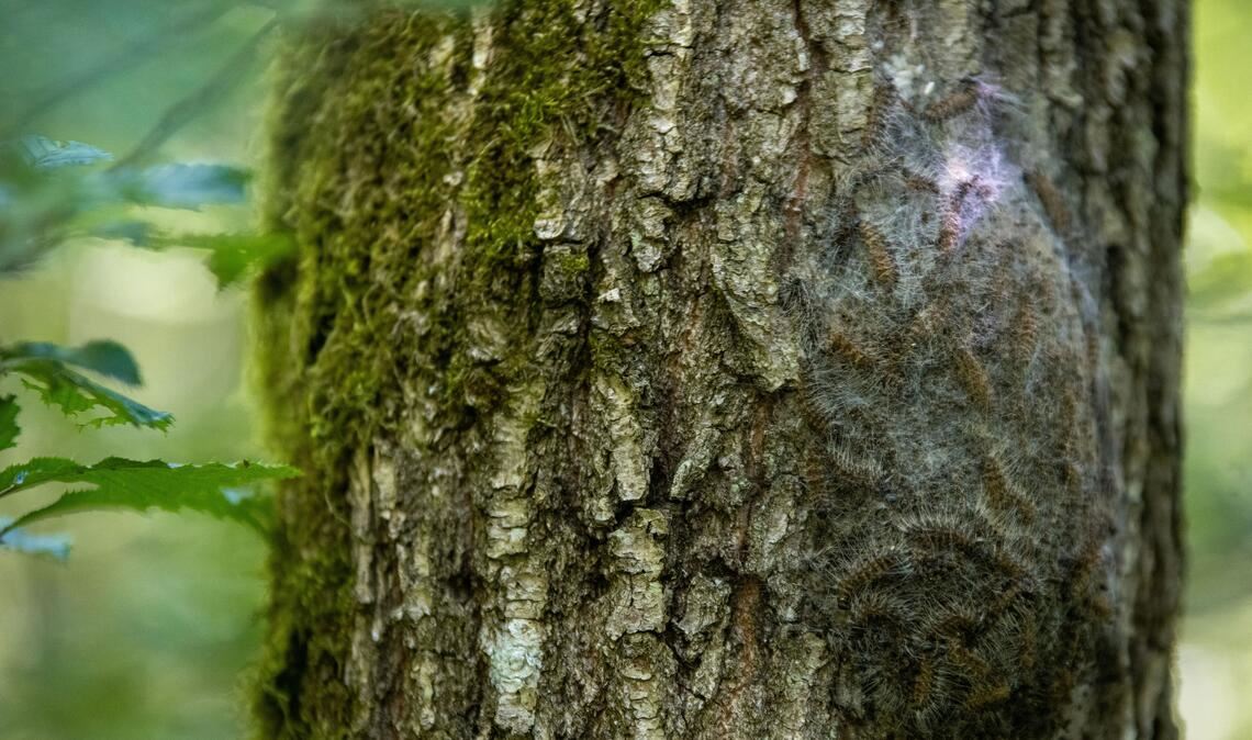 Ein typisches Nest des Eichenprozessionsspinners am Stamm einer Eiche. Foto: Sofie Bloß