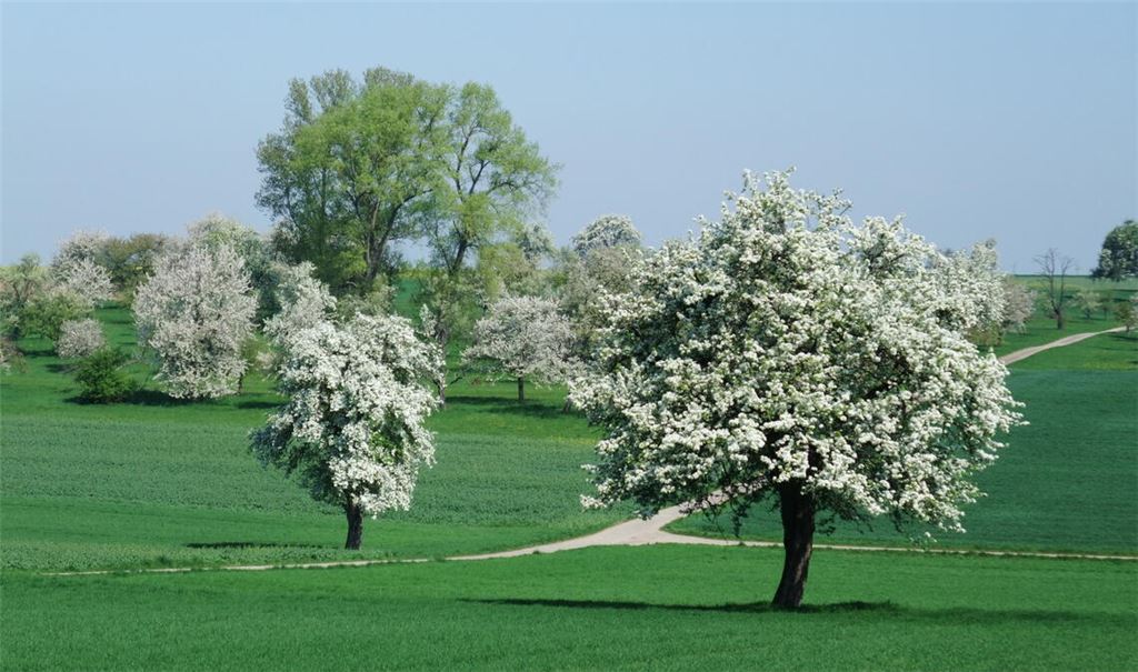 Ein unvergleichlich schönes Landschaftserlebnis bieten im Enzkreis die blühenden Obstbäume in den Streuobstwiesen. Foto: Enzkreis/Reisch