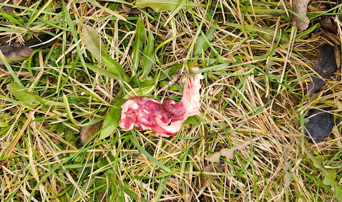 Ein verdächtiges Fleischstück wurde im Enztal bei Mühlhausen entdeckt. Foto: privat