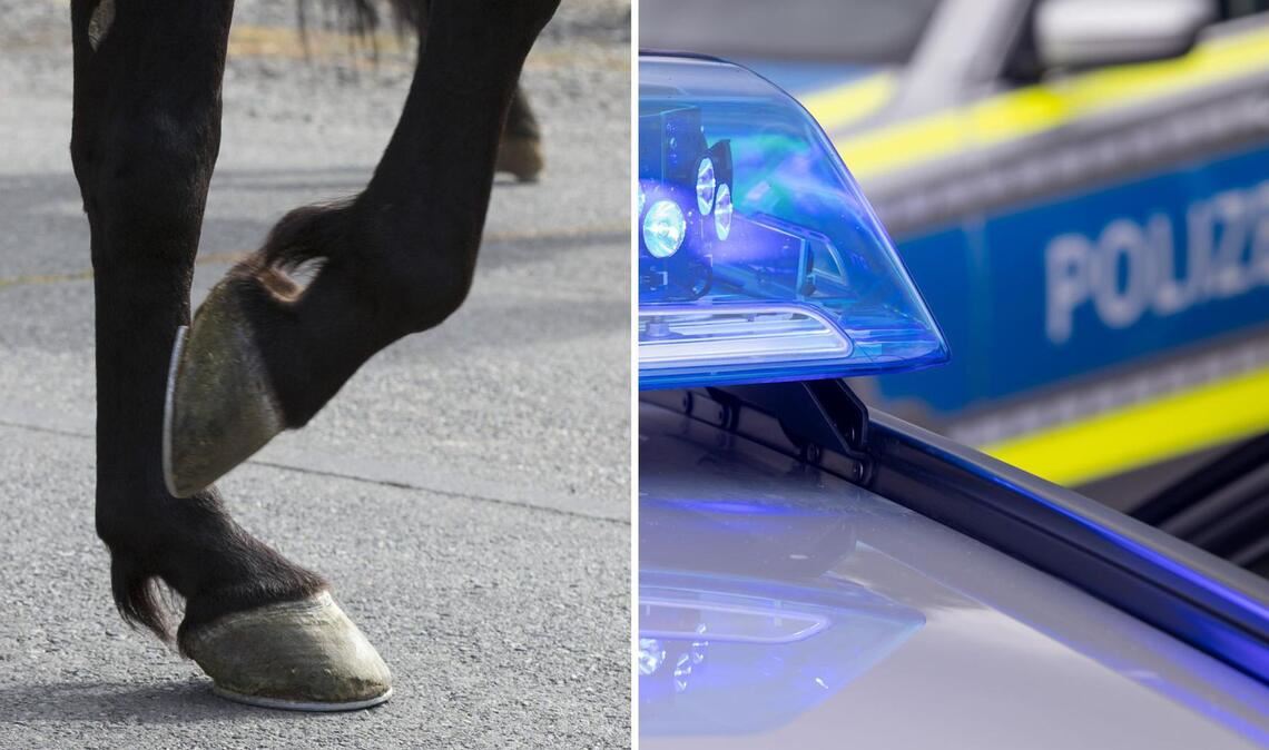 Ein verletztes Pferd hat am Freitagvormittag für eine Vollsperrung gesorgt (Symbolfotos).