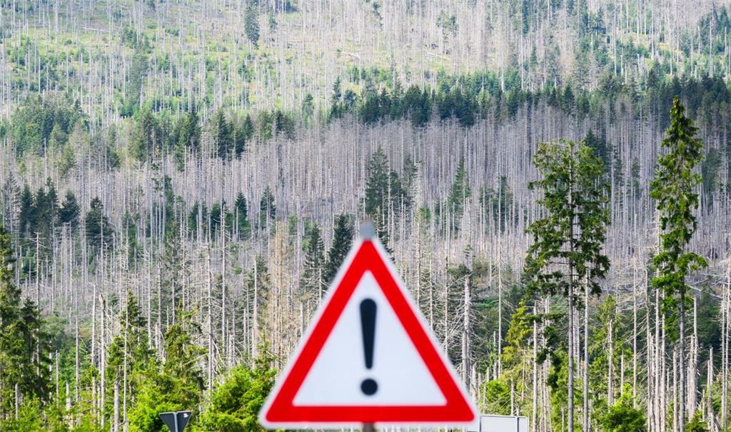 Ein vom Borkenkäfer zerstörter Fichtenwald steht im Nationalpark Harz - fotografiert mit einem Verkehrschild.