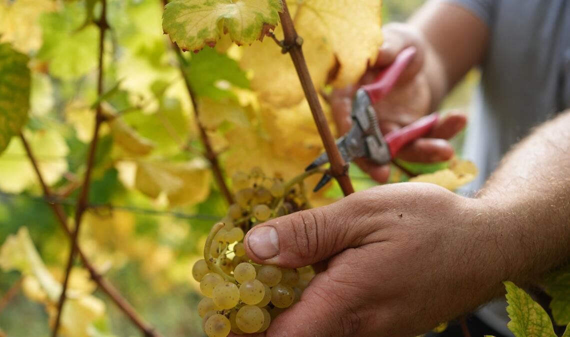 „Es droht ein Strukturbruch“: Regionale Winzer in schwieriger Lage Ein wichtiger Bestandteil der Region ist in Gefahr – der Weinbau.