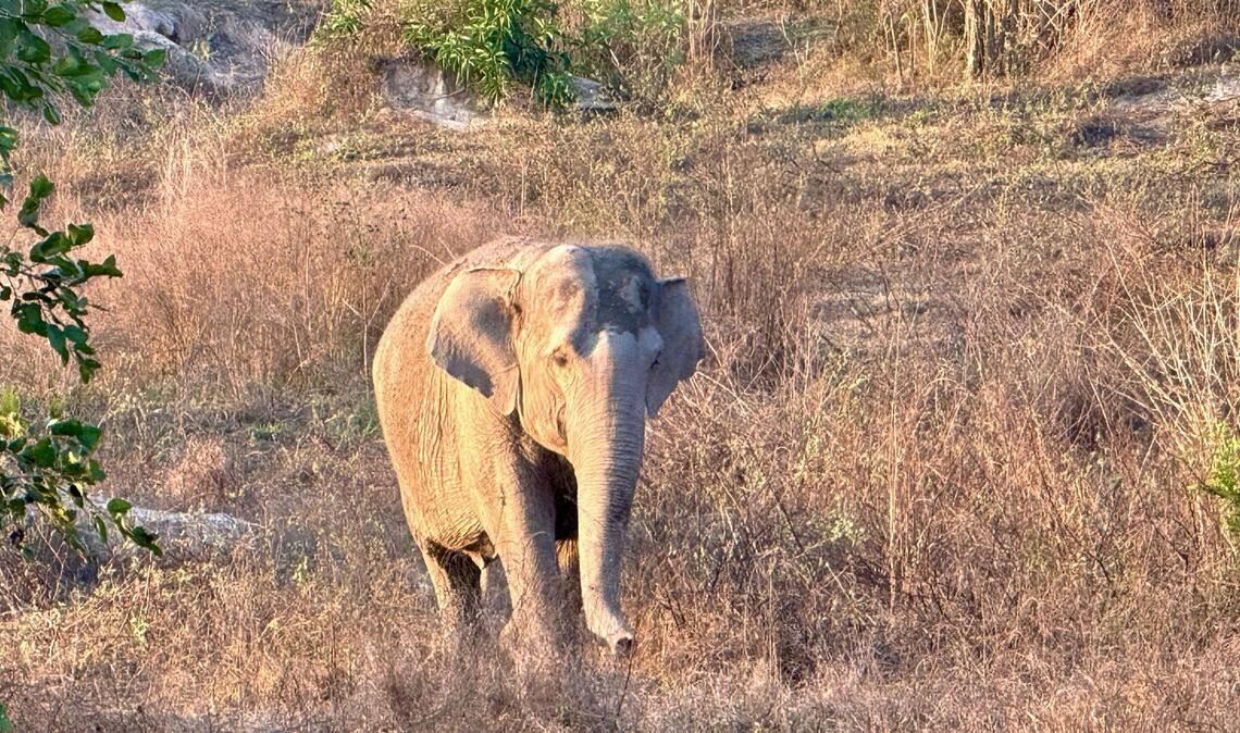 Ein wilder Elefant hatte den Camper attackiert. (Symbolbild)