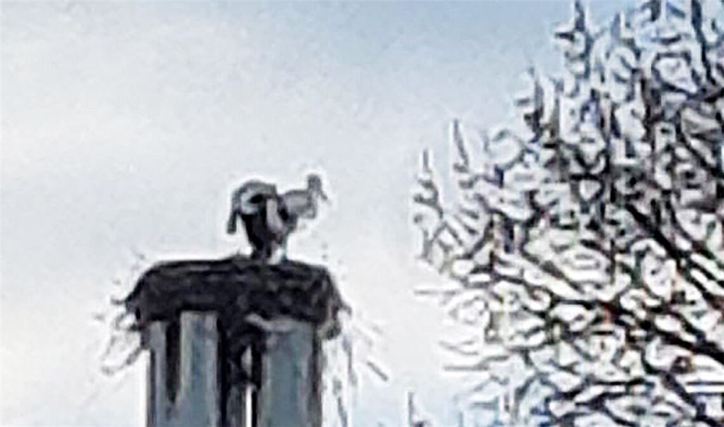 Ein zweiter Storch interessiert sich für das Nest auf dem Bauhofgelände. Foto: privat