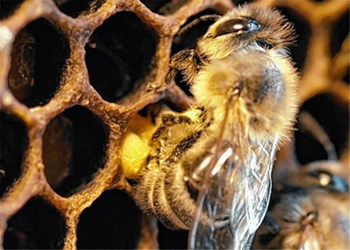 Einblick in die Welt der Bienen. 