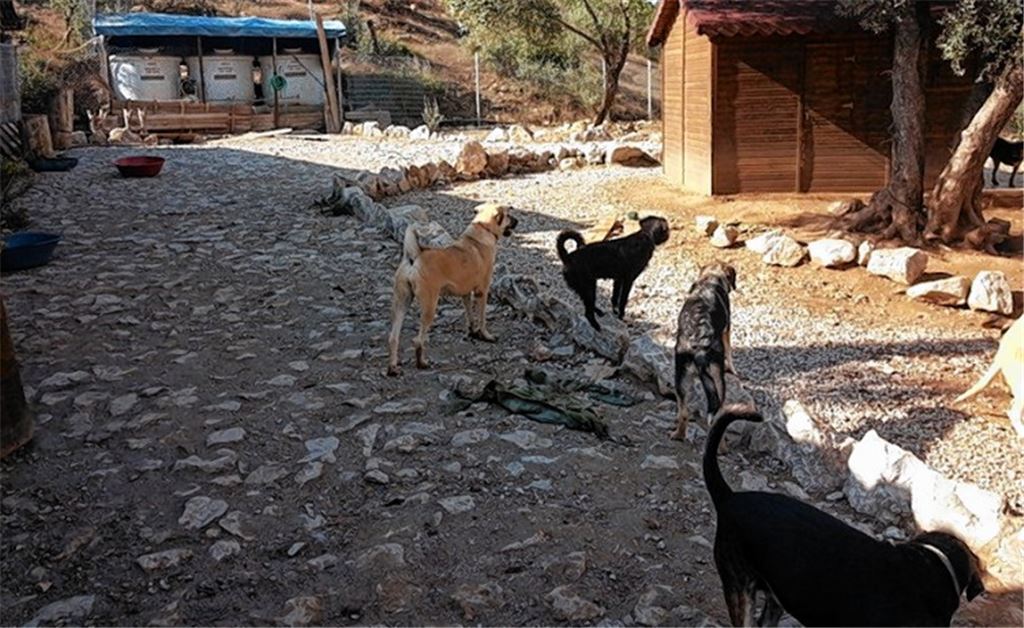 Eindrücke vom Tierheim in Özdere.