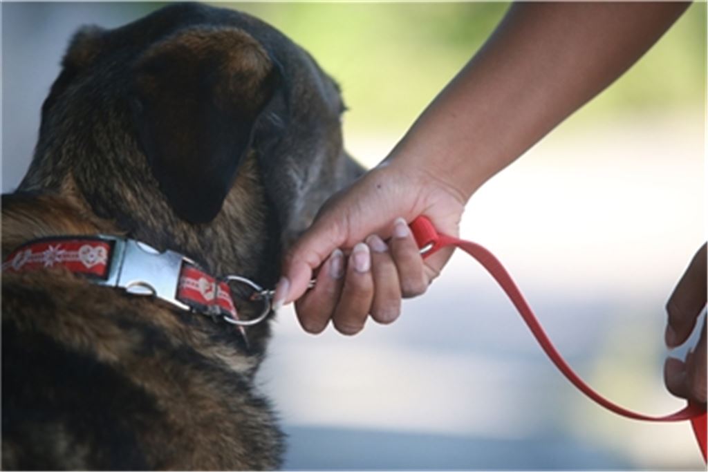Eine 17-Jährige war, als sie gegen 5.30 Uhr in einer Gruppe von vier Jugendlichen auf einem Feldweg in den Enzberger Höhenlagen unterwegs war, von einem frei laufenden Hund unter den Augen des Besitzers attackiert worden. Symbolbild: Huber