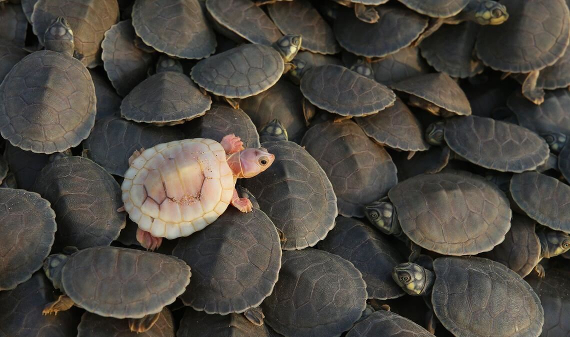 Eine Albino-Babyschildkröte schlüpft im Amazonas-Reservat Abufari