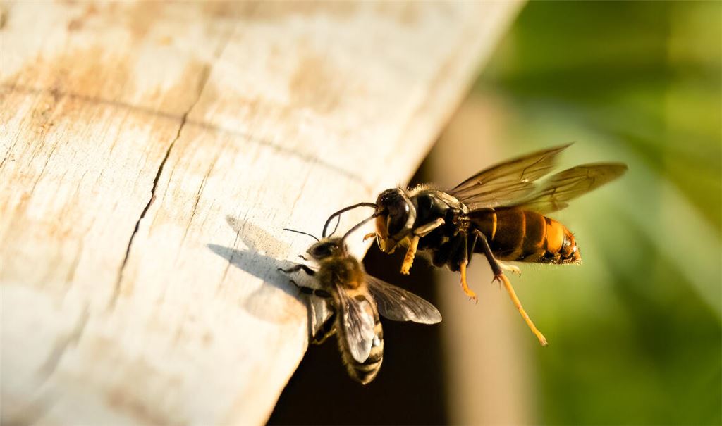 Eine „Asiatische Hornisse“ attackiert eine Honigbiene. Foto: Archiv/Adobe-Stock