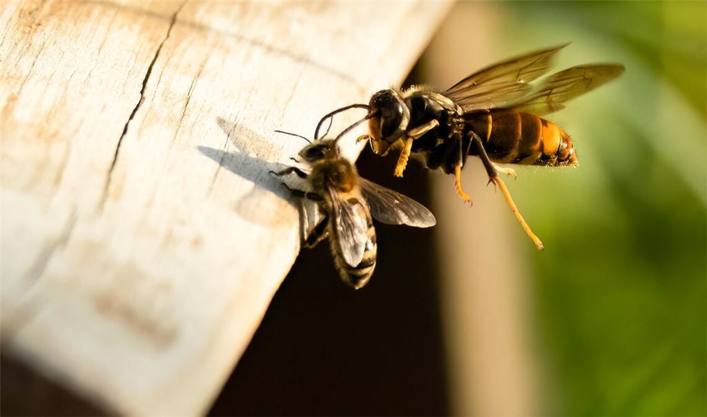 Eine Asiatische Hornisse beim Angriff auf einen Bienenstock. Foto: ll911/Adobe Stock