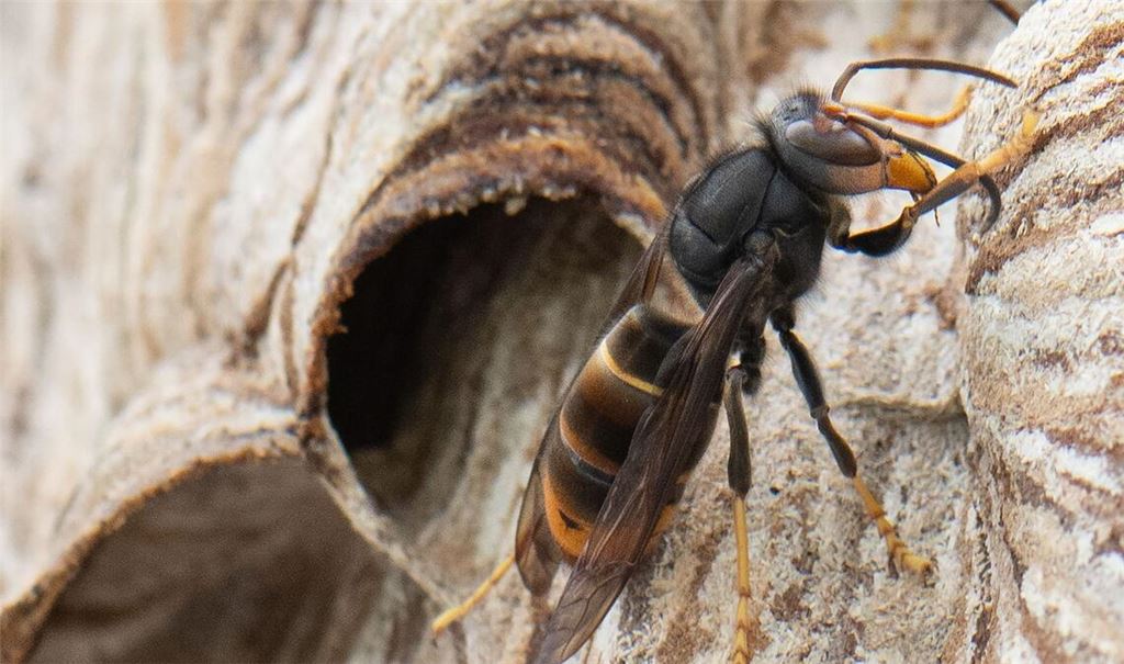 Eine Ausbreitung der Asiatischen Hornisse sei trotz aufwendiger Maßnahmen nicht aufzuhalten.