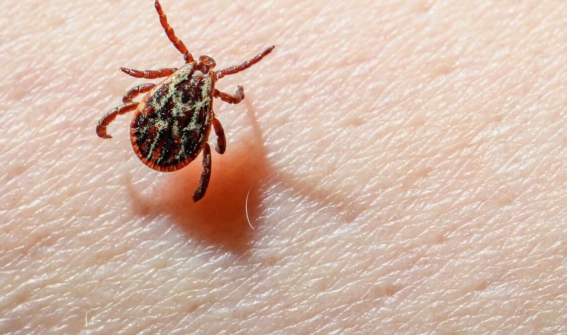 Eine Auwaldzecke (Dermacentor reticulatus) kann FSME übertragen. (Archivbild)