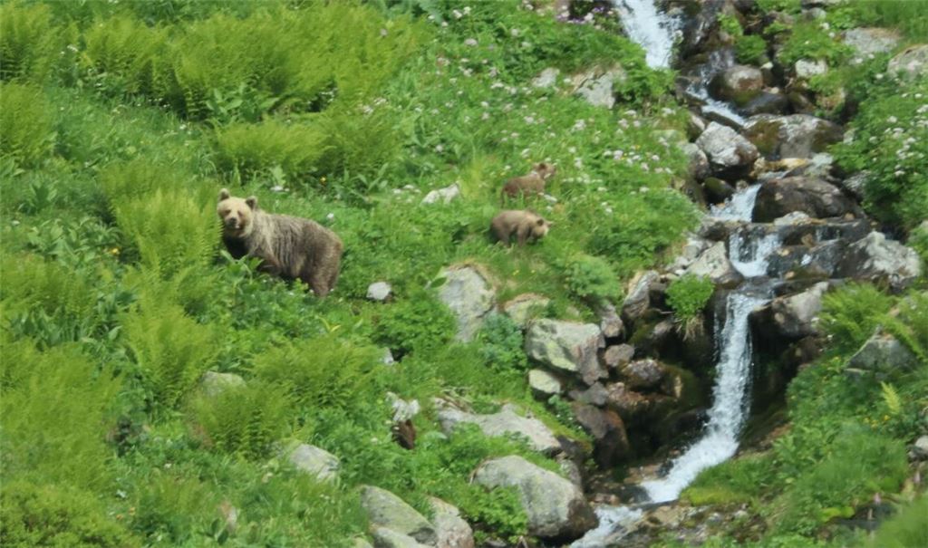 Eine Bärin geht mit ihrem Nachwuchs durch ein Tal in der Westtatra in der Slowakei. Nach offiziellen Zählungen gibt es in der Slowakei rund 1.200 freilebende Bären. (Archivbild)