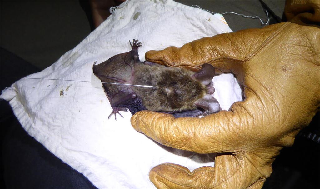 Eine Bechsteinfledermaus, gefangen und besendert beim Füllmenbacher Hof, liefert wertvolle Informationen. Foto: Axel Krannich/Institut für Tierökologie und Naturbildung