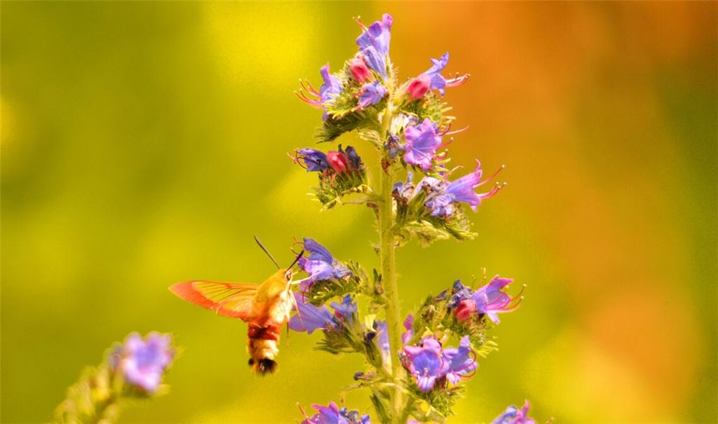 Eine Besonderheit des „Gewöhnlichen Natternkopfs“ ist seine Farbenvielfalt ...