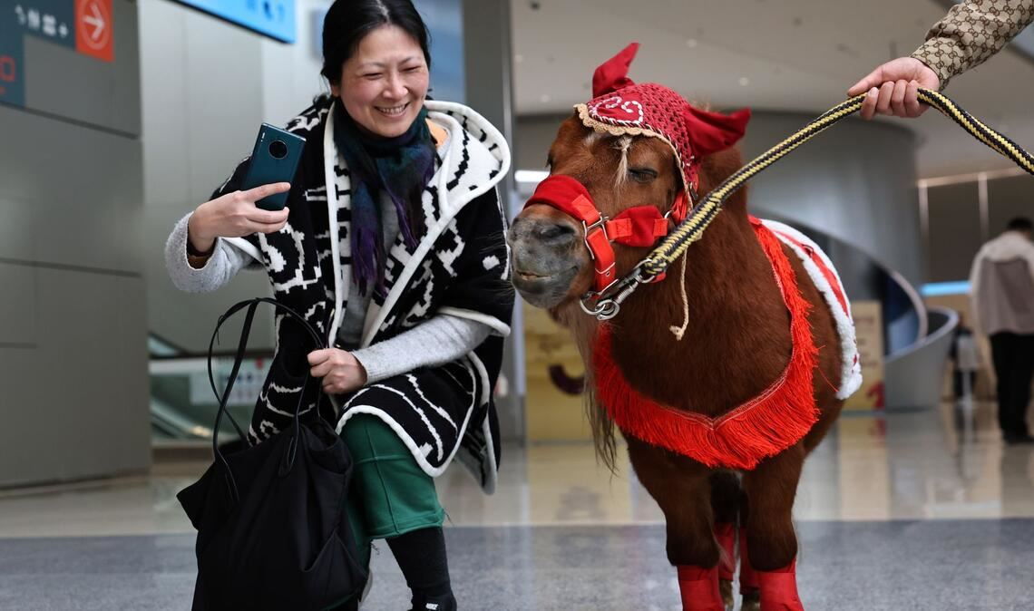 Eine Besucherin macht Bilder von einem Shetlandpony in einer Ausstellung zu Pferden in Geschichte und Kultur im chinesischen Shanghai.