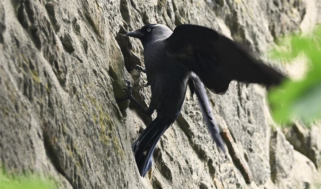 Eine Dohle an ihrer Bruthöhle in der Wand der Alten Kelter im Amthof Oberderdingen. Fotos: Lechner