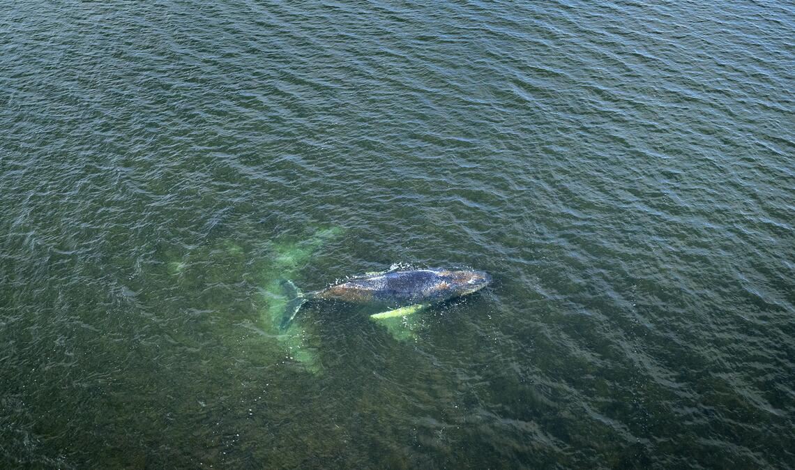 Eine Drohnenaufnahme herausgegeben von Greenpeace zeigt den Buckelwal am Sonntag in der Wismarbucht.