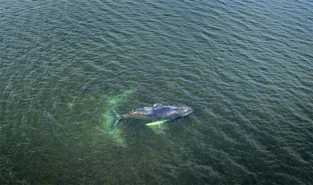 Eine Drohnenaufnahme herausgegeben von Greenpeace zeigt den Buckelwal am Sonntag in der Wismarbucht.
