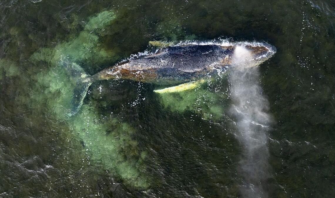 Eine Drohnenaufnahme herausgegeben von Greenpeace zeigt den Buckelwal in der Wismarbucht.