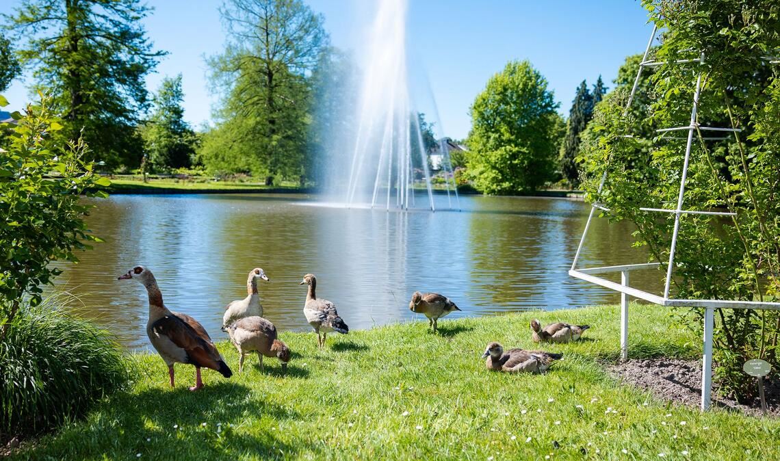 Eine Entenfamilie sicherte sich einen sonnenreichen Platz im Rosengarten im rheinland-pfälzischen Zweibrücken.