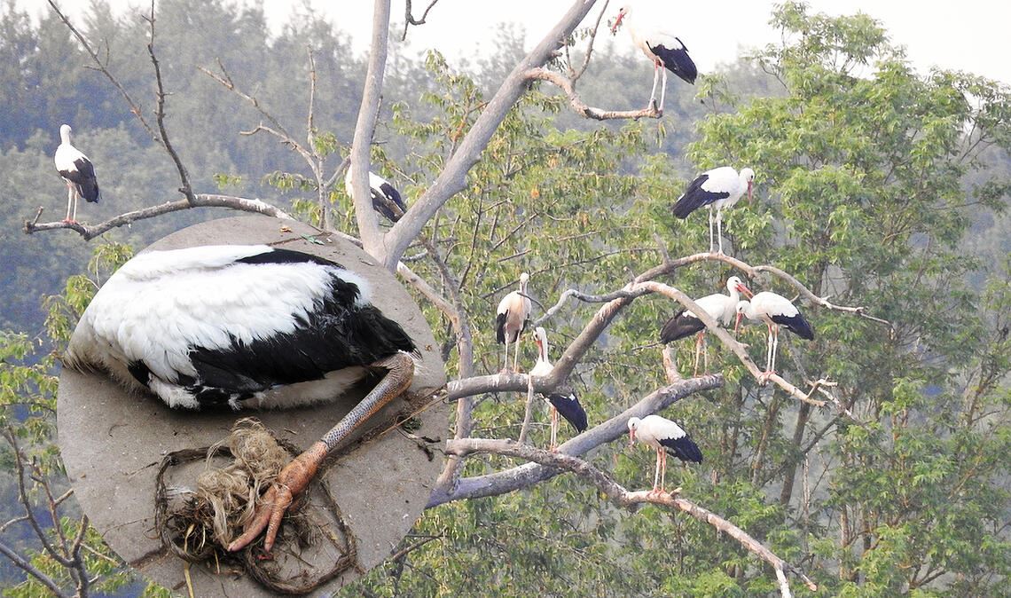 Eine Fotomontage vereint die dramatische Situation zu Lebensbeginn und den Stand der Dinge heute: Storch „AV293“ mit Plastikstrick am Fuß nach der Entnahme aus dem Nest im Jahr 2017 und eine Gruppe von Störchen, die im August 2025 im Enzkreis gerastet haben und unter denen sich „AV293“ mehrere Tage aufgehalten hat. Fotos: Stefan Eisenbarth/Stefan Bosch