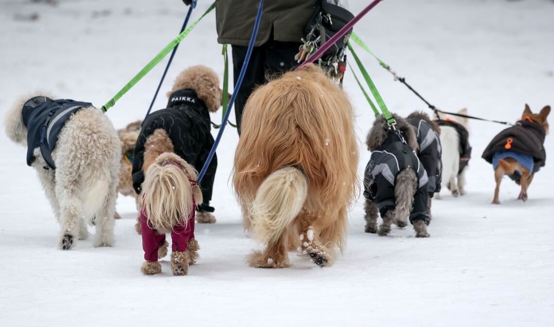 Eine Frau geht mit zahlreichen Hunden im tief verschneiten Stadtpark spazieren.
