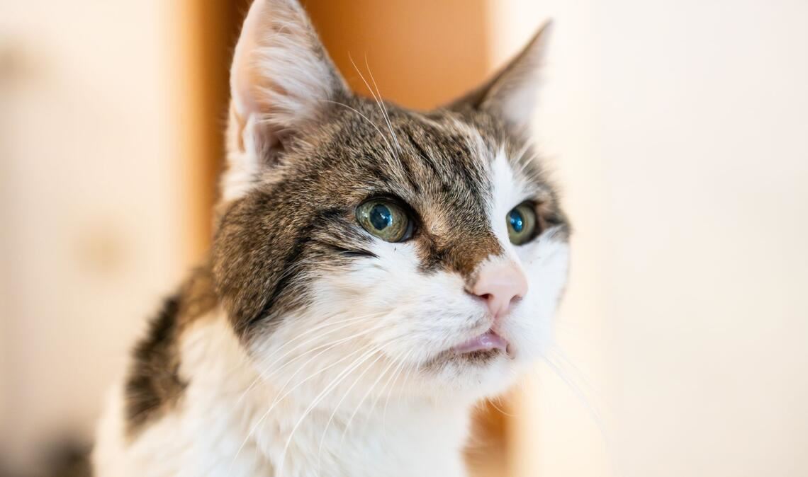 Eine Frau soll im Raum Rastatt mehrere Katzen behandelt haben - ohne Qualifikation oder Zulassung (Symbolfoto).