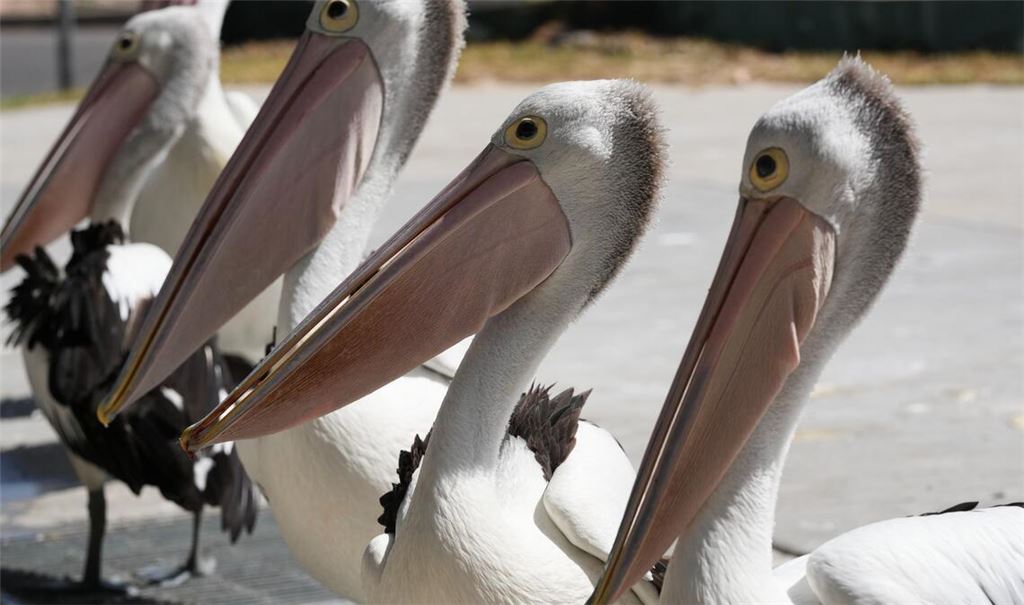 Eine Gruppe Pelikane wartet auf Abfälle, während Fischer ihren Fang am Little Beach in Port Stephens, nördlich von Sydney, reinigen.