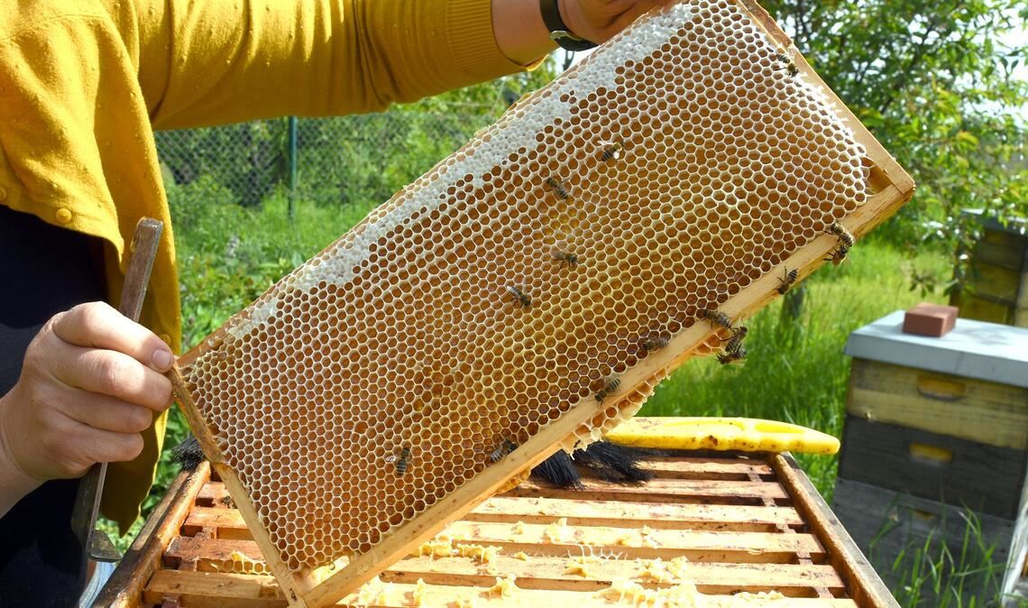 Eine Imkerin bei der Arbeit - in der Wabe dürfte jede Menge Honig sein. (Symbolfoto)