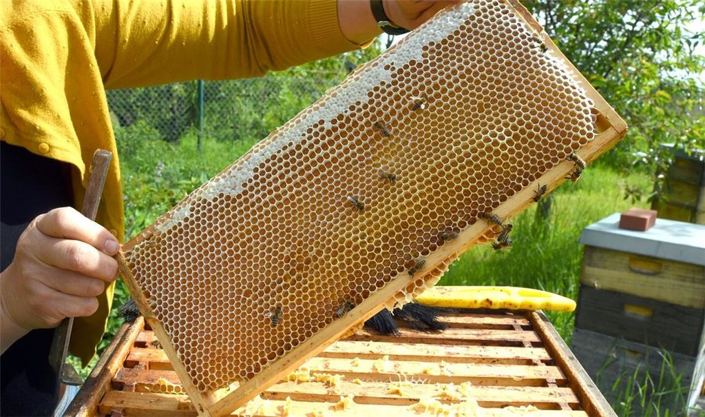 Eine Imkerin bei der Arbeit - in der Wabe dürfte jede Menge Honig sein. (Symbolfoto)