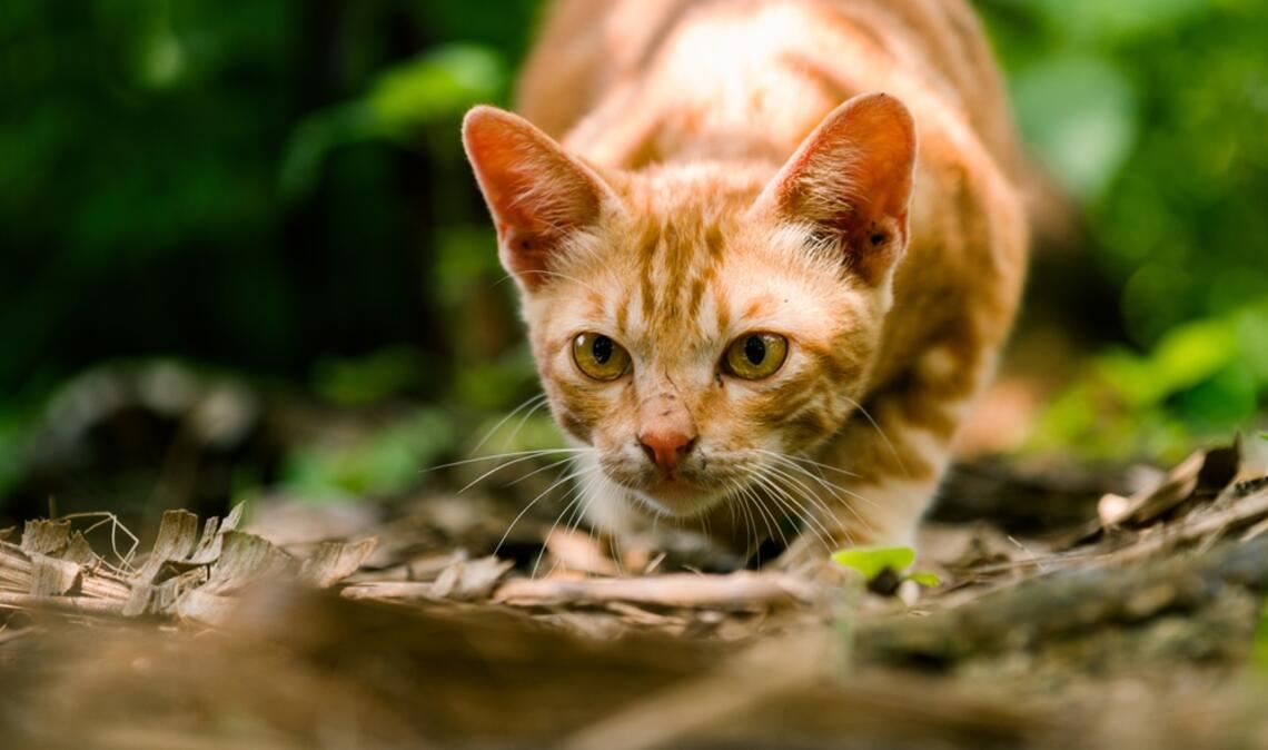 Eine Katze, die sich anschleicht, wackelt oft mit dem Po.
