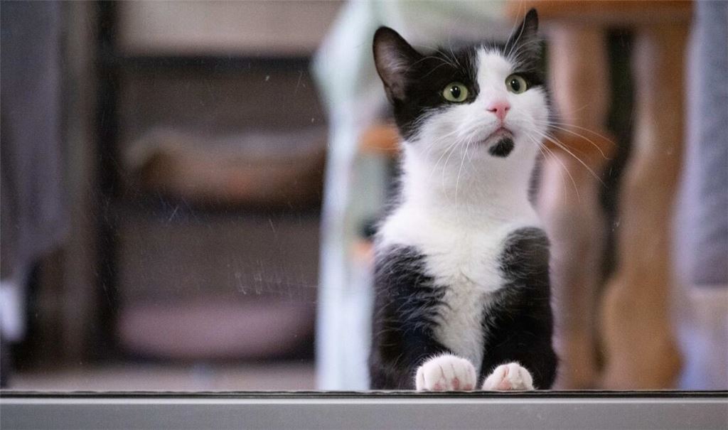 Eine Katze schaut auf die Besucher im Tierheim Dresden.
