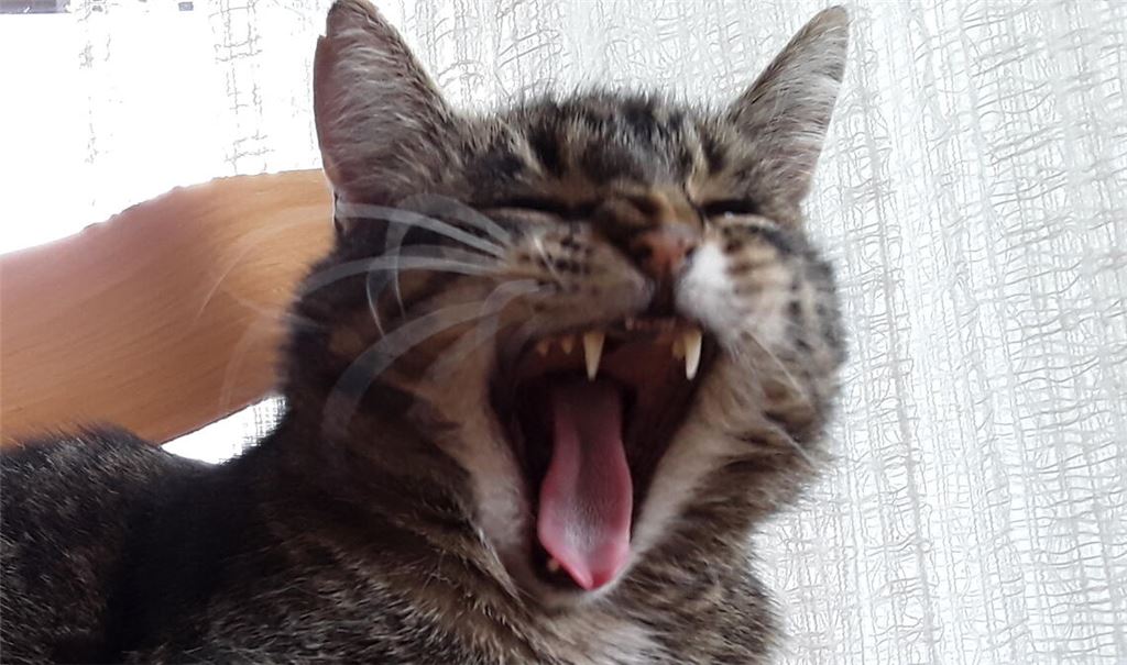 Eine Katzensteuer? Das wäre ja zum Schreien, findet dieser Kater. Foto: privat